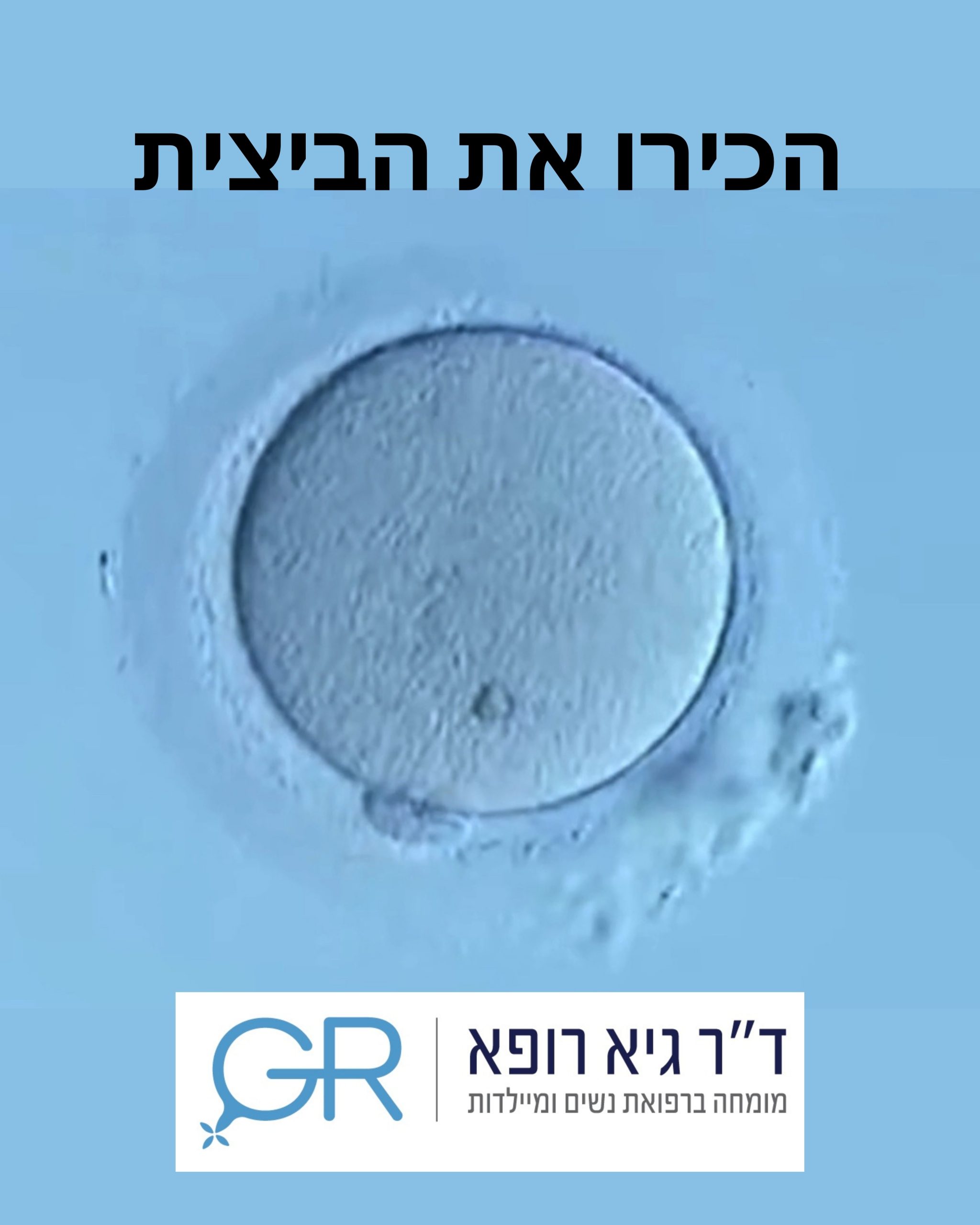 הכירו את הביצית